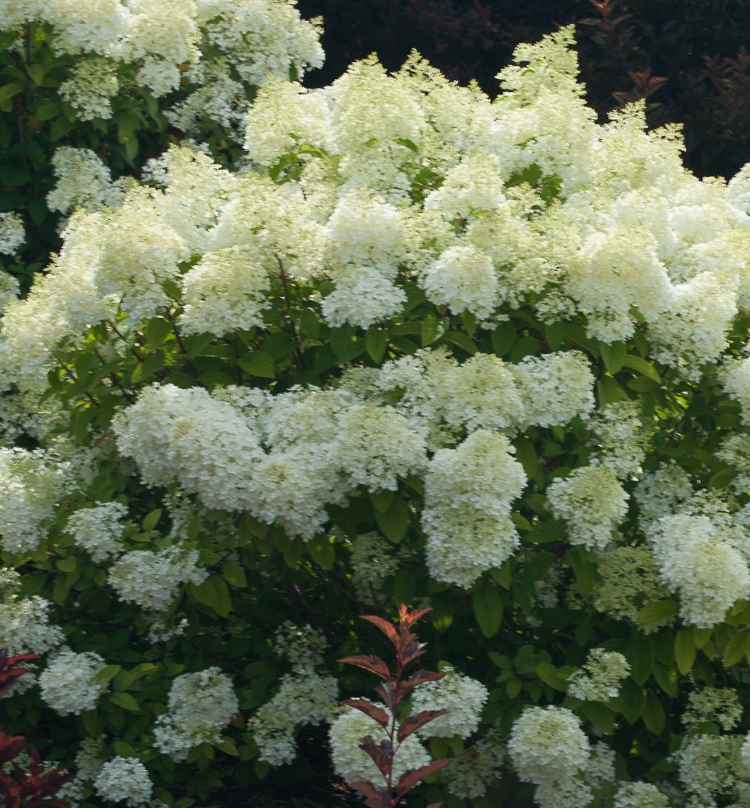 Bobo® Panicle Hydrangea Natorp's Online Plant Store
